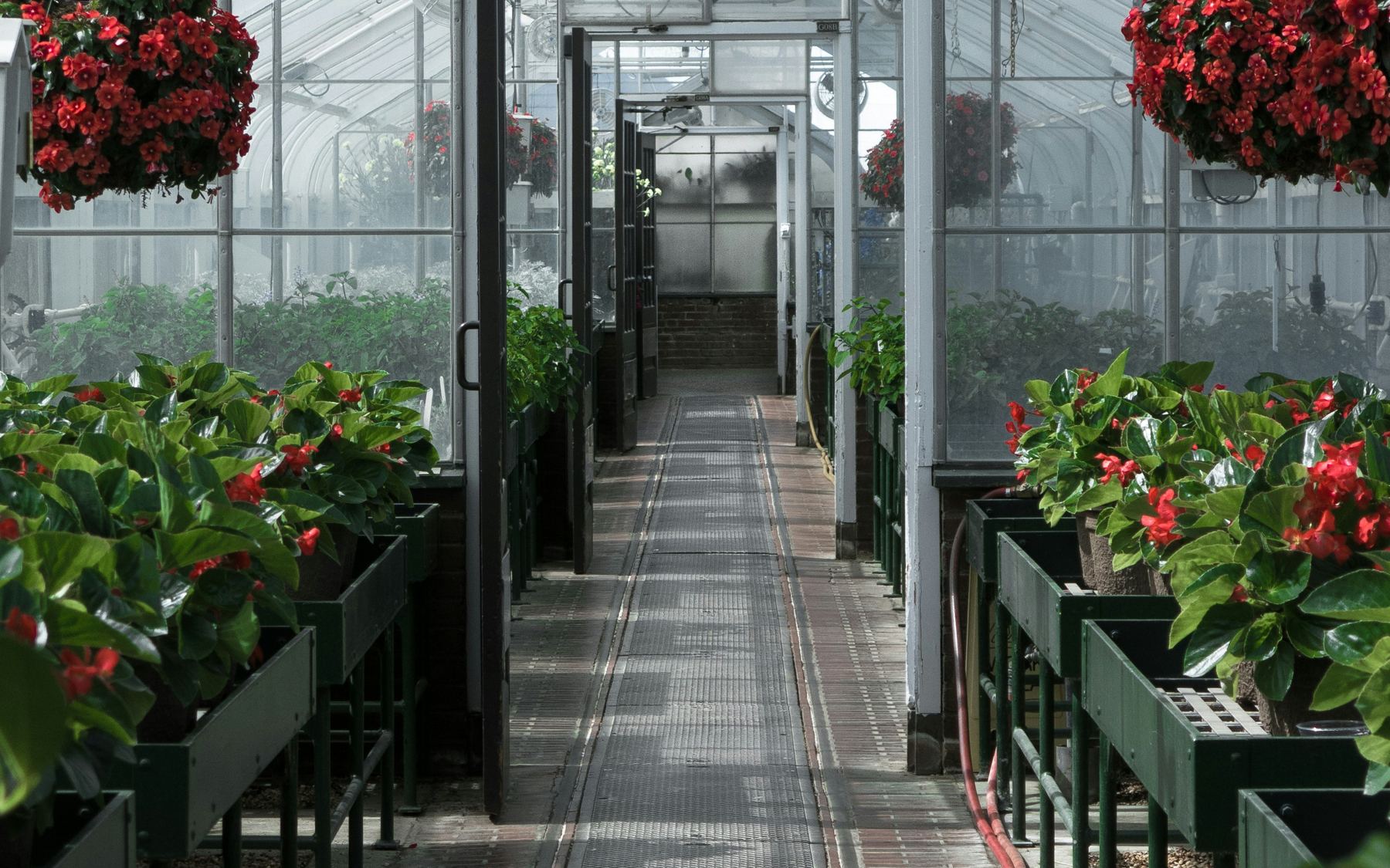 Interior of a glass greenhouse with benches of red flowering plants and a long central aisle