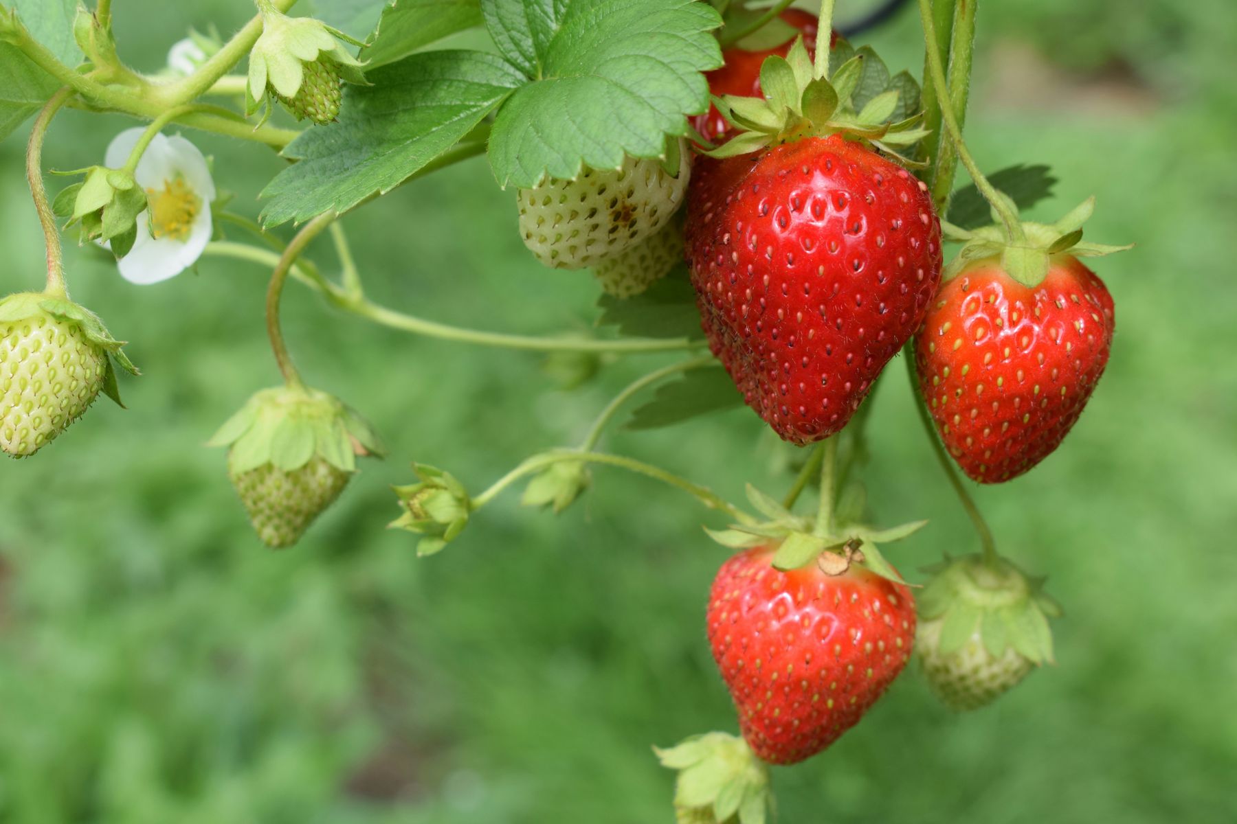 Close-up of fresh-picked strawberries